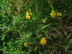 Lotus corniculatus