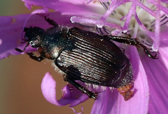 Strigoderma arbicola