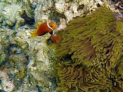 Amphiprion nigripes