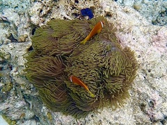 Amphiprion nigripes