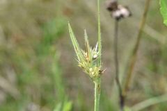 Scleria bellii