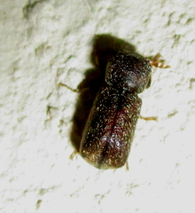 Calodectes laniger