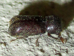 Calodectes laniger