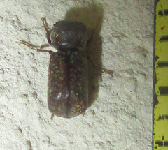 Calodectes laniger