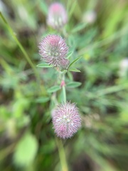Trifolium arvense