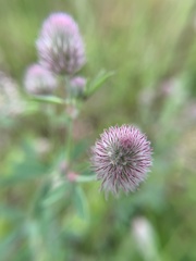 Trifolium arvense