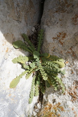 Sonchus novae-zelandiae