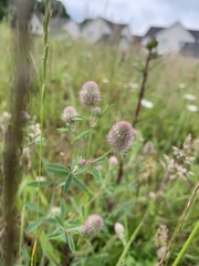 Trifolium arvense