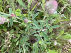 Trifolium arvense