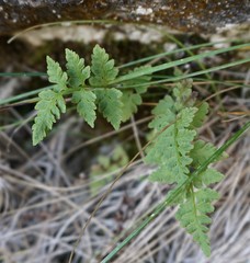 Cystopteris tasmanica