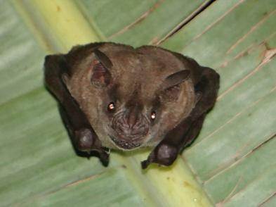 Artibeus planirostris