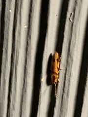Conoderus vespertinus