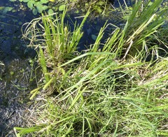 Carex pseudocyperus