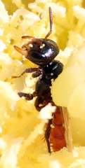 Macrotera