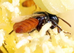 Macrotera