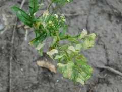 Thlaspi arvense