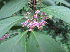 Callicarpa dichotoma