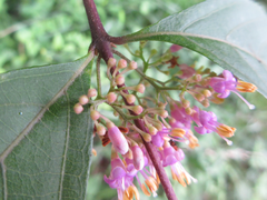 Callicarpa dichotoma
