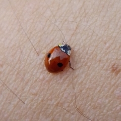 Adalia bipunctata