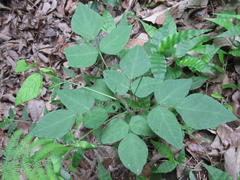Hylodesmum podocarpum oxyphyllum