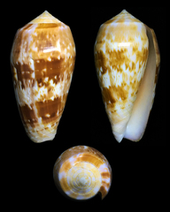 Conus julii