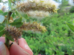 Salix commutata