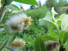 Salix commutata