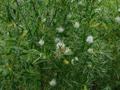 Salix