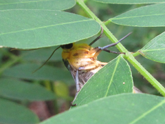 Macrobrochis staudingeri