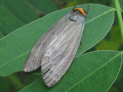Macrobrochis staudingeri