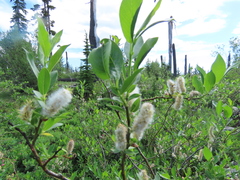 Salix commutata
