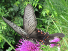 Papilio macilentus