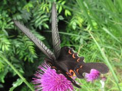 Papilio macilentus