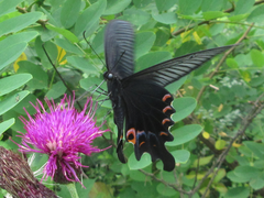 Papilio macilentus