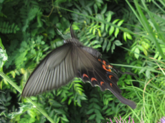 Papilio macilentus