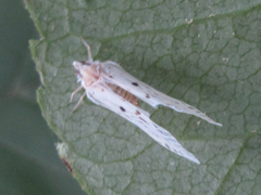 Mysidioides sapporoensis