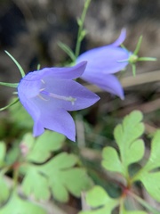 Campanula rotundifolia