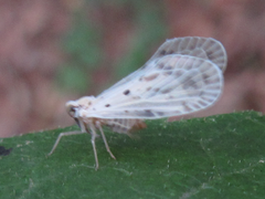 Mysidioides sapporoensis