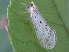 Mysidioides sapporoensis