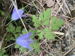 Campanula rotundifolia