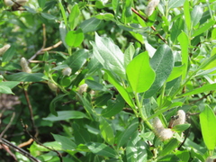 Salix commutata
