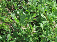 Salix commutata