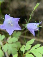 Campanula rotundifolia