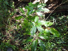 Mackinlaya macrosciadea