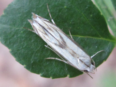 Polyhymno pontifera