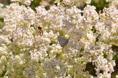 Satyrium sylvinus desertorum