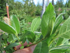 Salix commutata