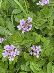 Cardamine macrophylla