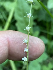 Ozomelis stauropetala