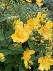 Hypericum calycinum